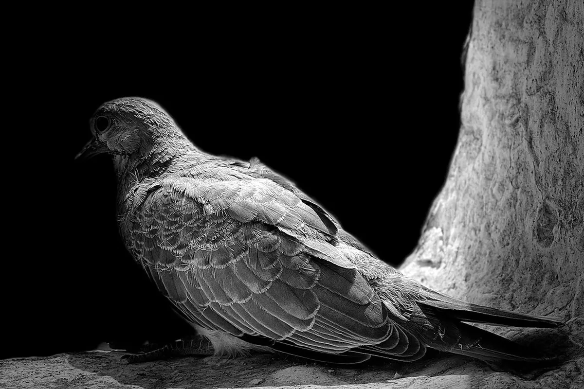 Best Value Aveiro Walking Tour Prices and Tips