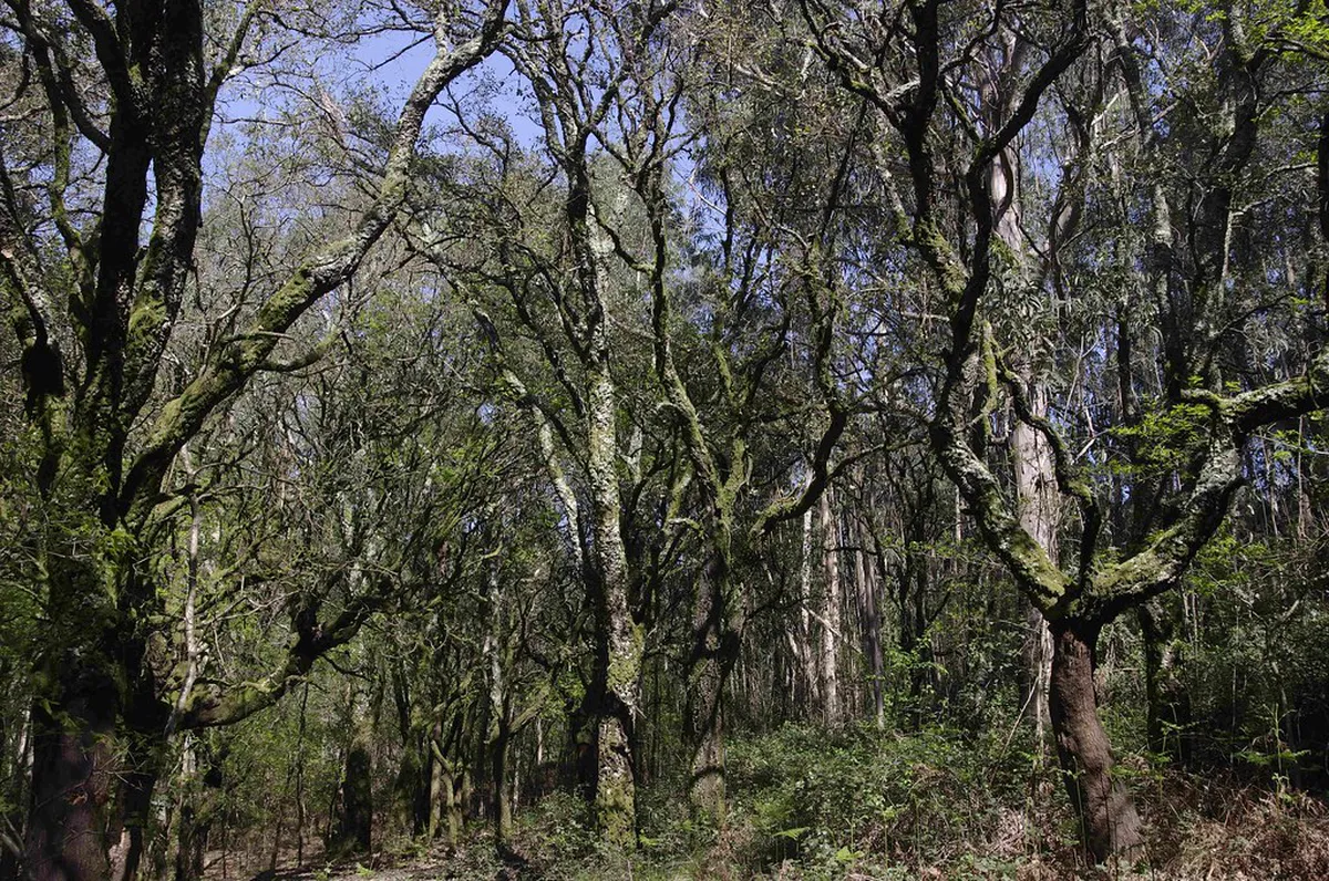 How to Walk Up Bom Jesus Braga: Steps and Tips