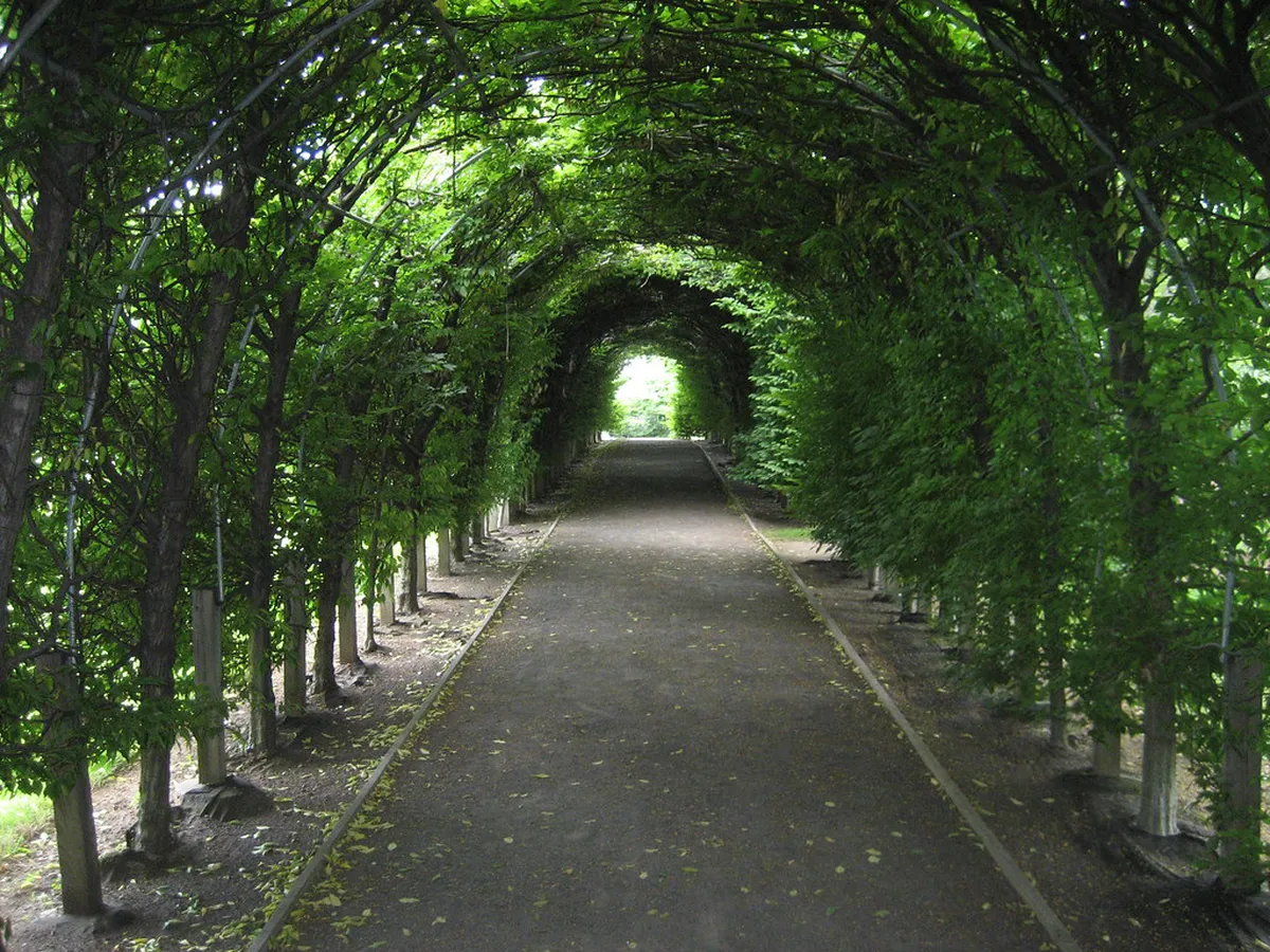 Exploring Shaded Walking Paths in Choupal National Forest