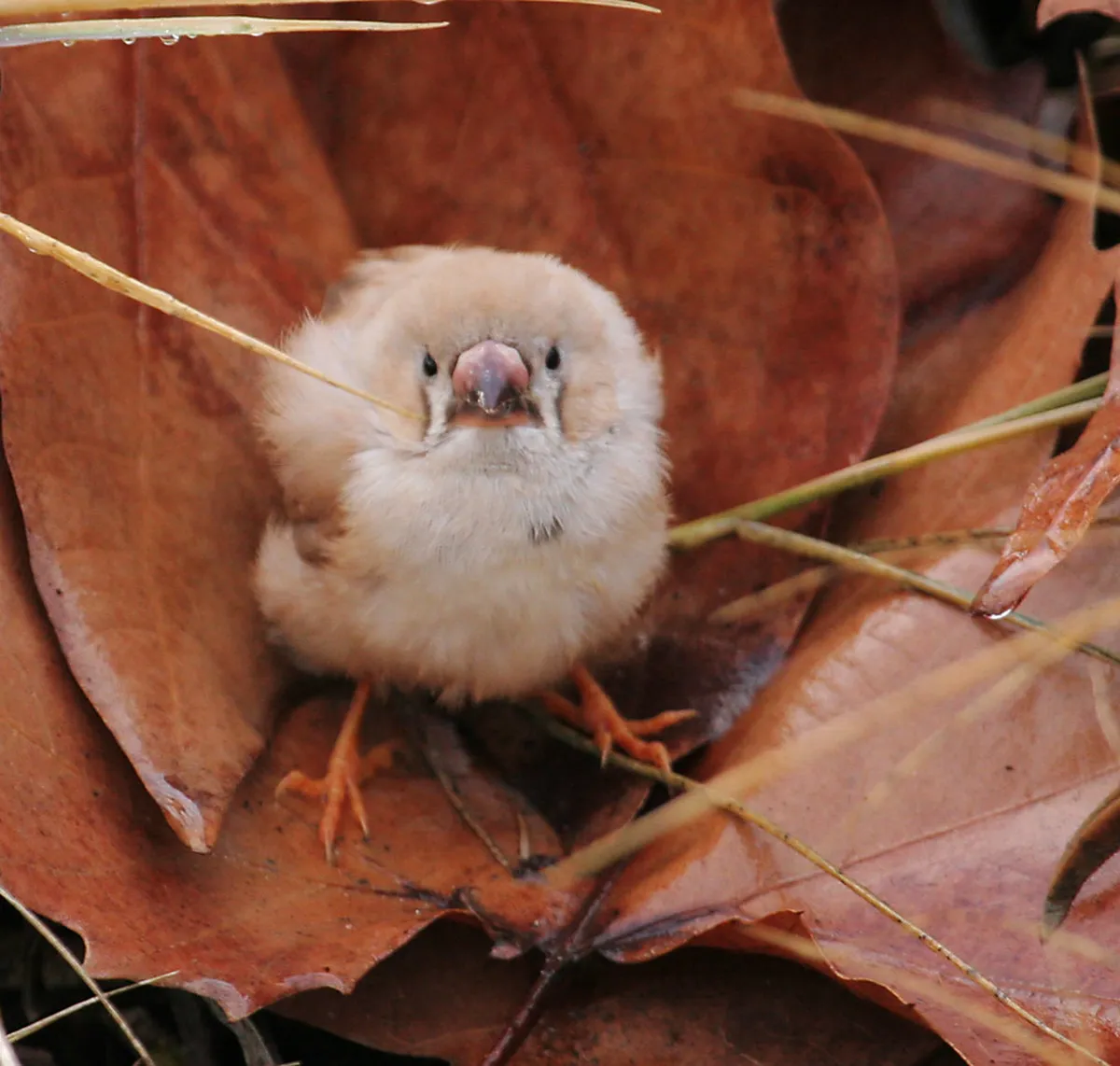 Best Time for Óbidos Sunset Walks: A Seasonal Guide