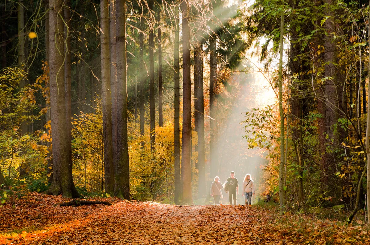 Guide to Easy Walks in Sintra, Portugal: Forest Trails & Gardens